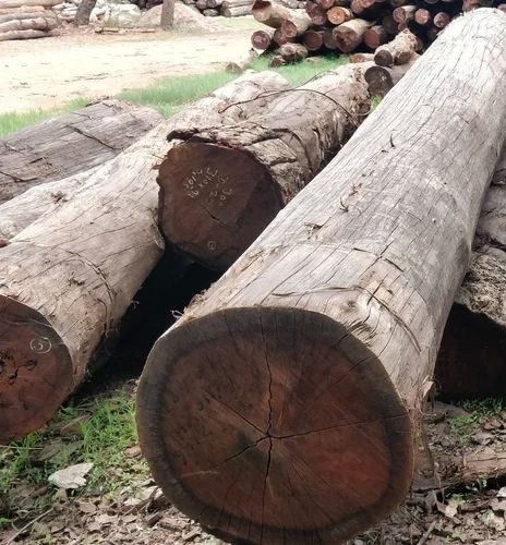 Dried Mango Wood Logs