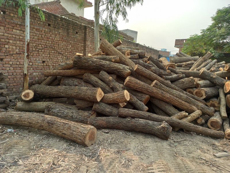 Natural Arjun Wood Logs