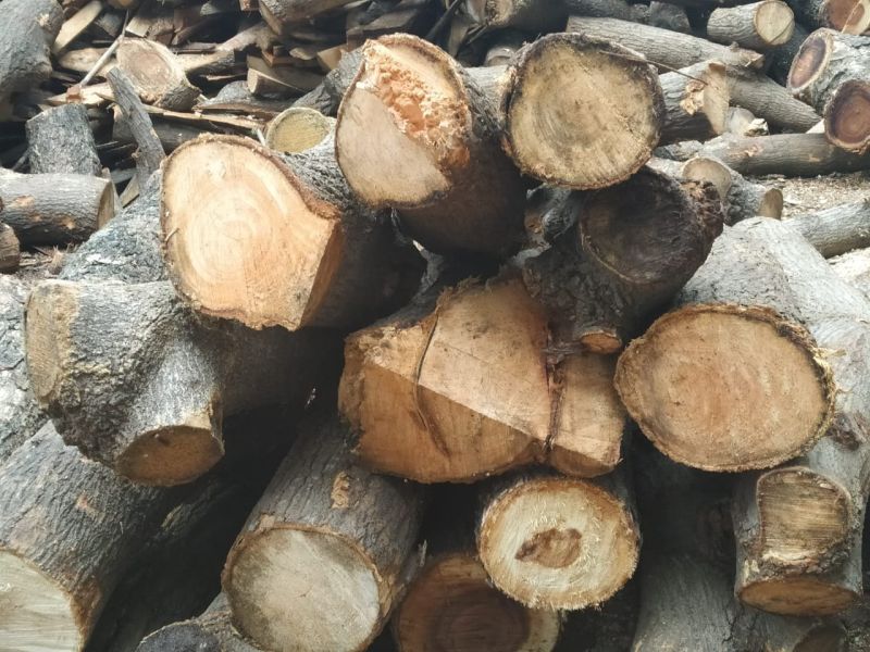 Pine Fire Wood Logs