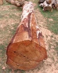 Red Arjun Wood Logs