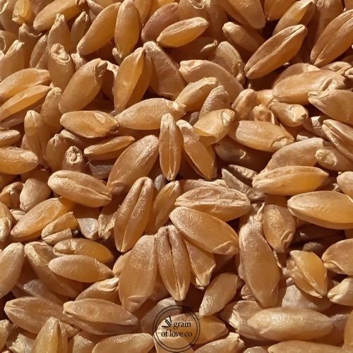 Durum Wheat