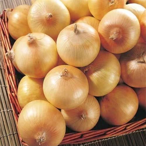 Fresh Yellow Onion