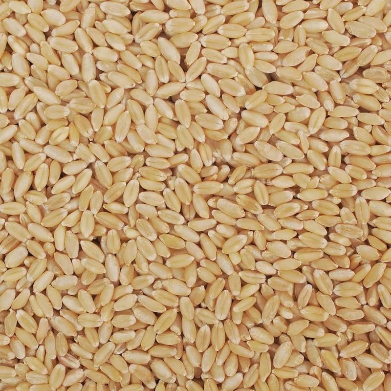 Lokwan Wheat
