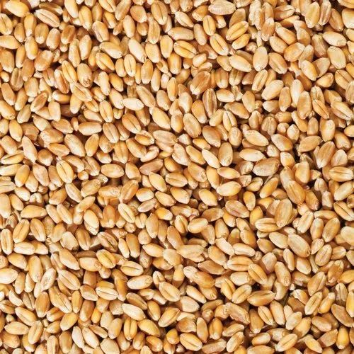 Premium Wheat
