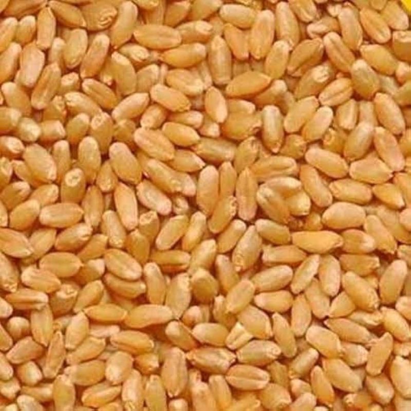 Sharbati Wheat