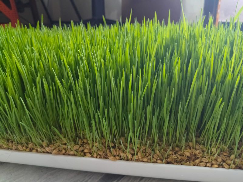 Natural Wheatgrass