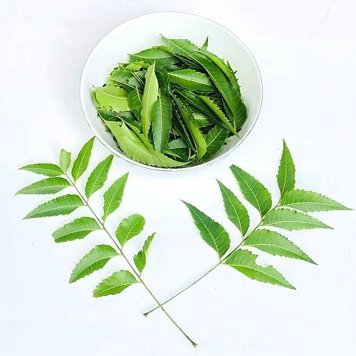 Fresh Neem Leaves