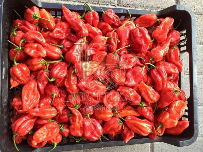 Fresh Naga King Chilli