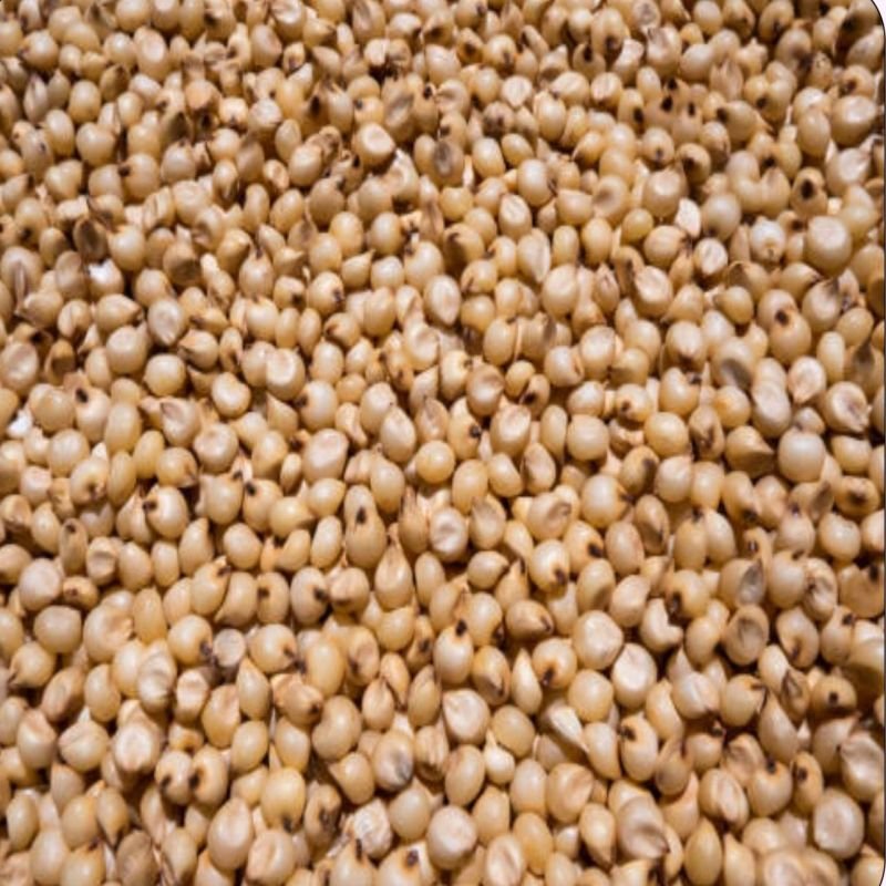 Organic Proso Millet