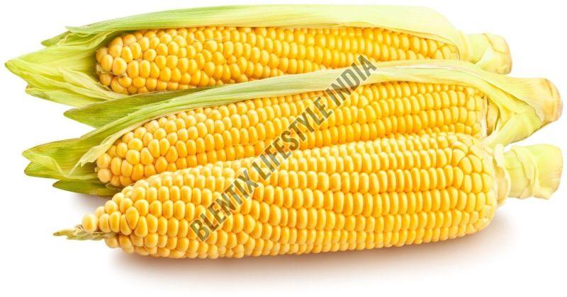 Yellow Corn Maize