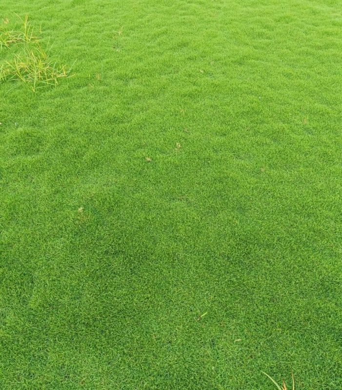 Natural Grass