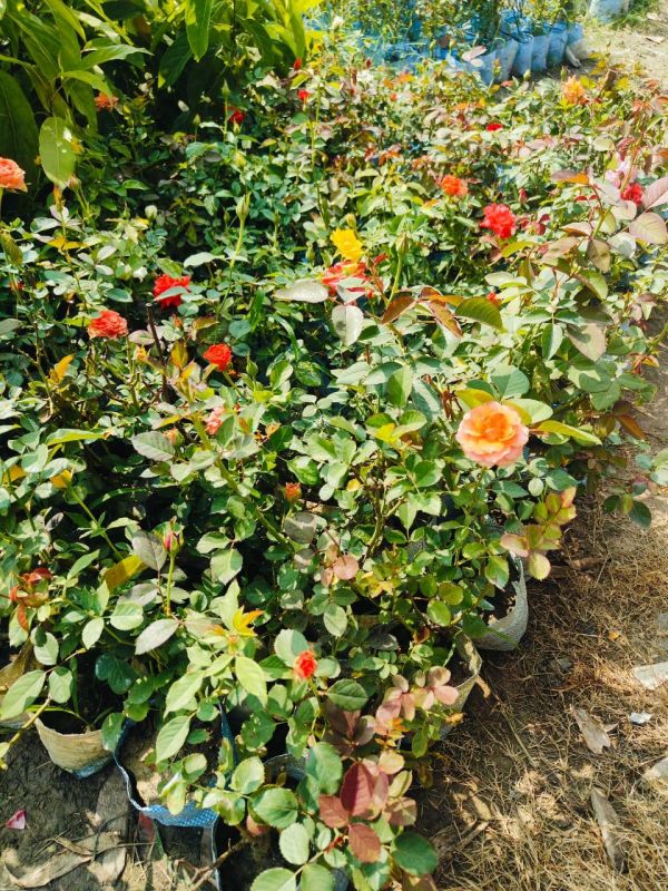 Rose Plant