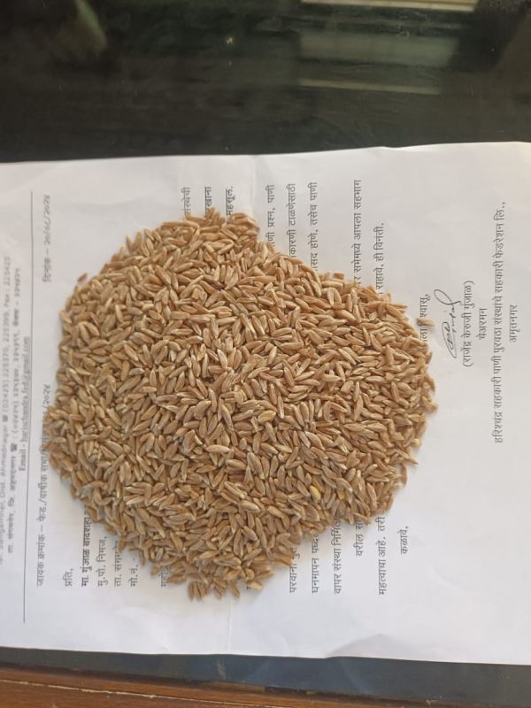Organic Khapli Wheat