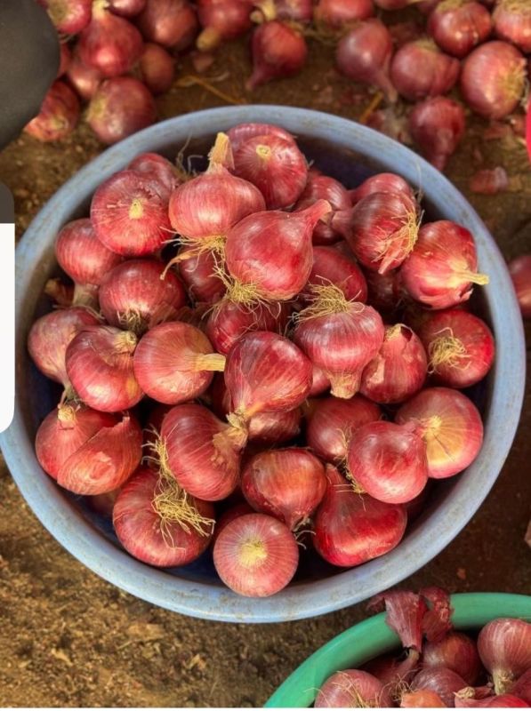 Fresh Red Onion