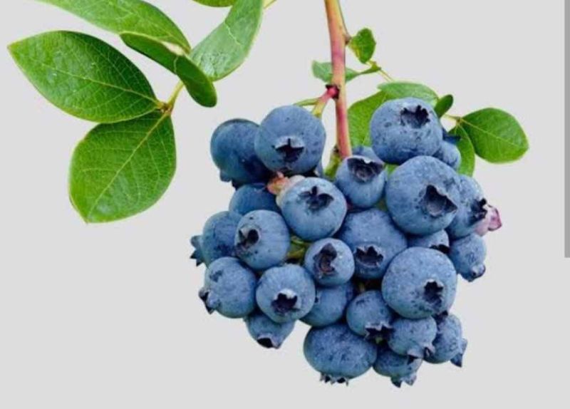 A Grade Fresh Blueberry