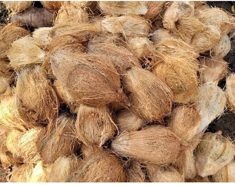 Solid A Grade Semi Husked Coconut