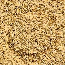 Mtu 1001 Paddy Seeds