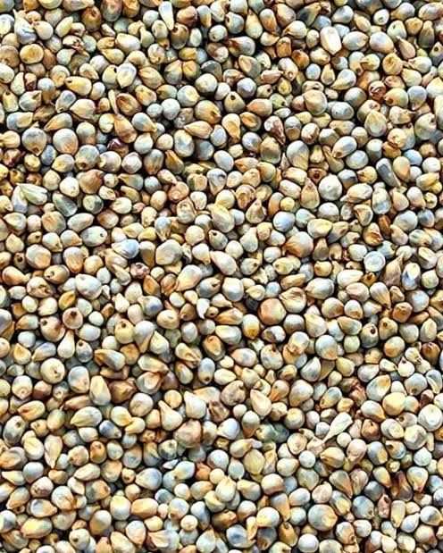 Pearl Millet Seeds