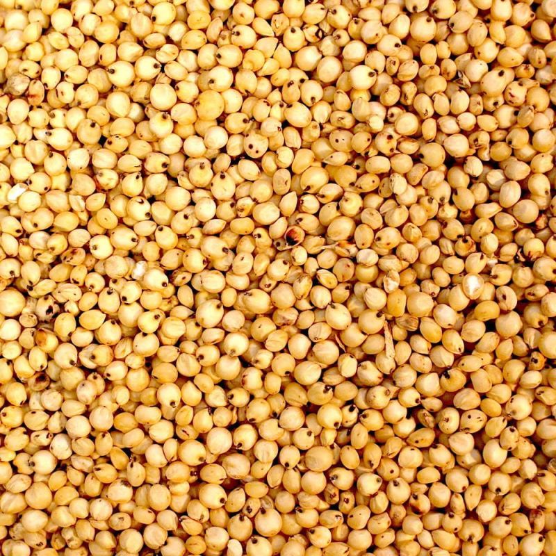 Yellow Sorghum Millet