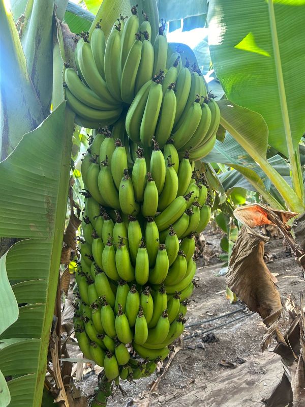 Fresh Banana