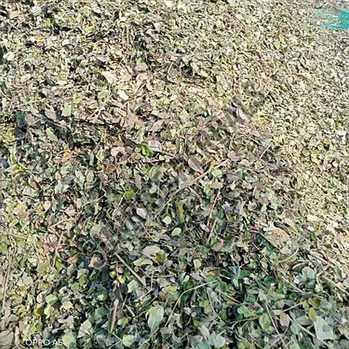 Dried Centella Asiatica Leaves