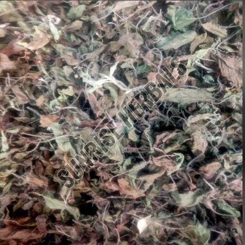 Dry Mentha Arvensis Leaves