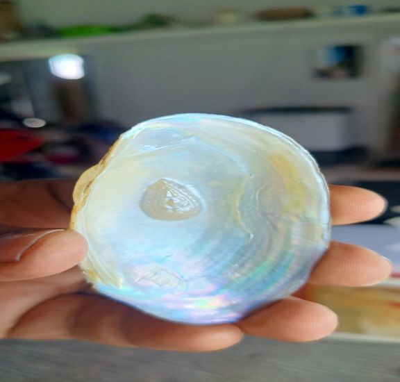 Decorative Mother OF Pearl Shells