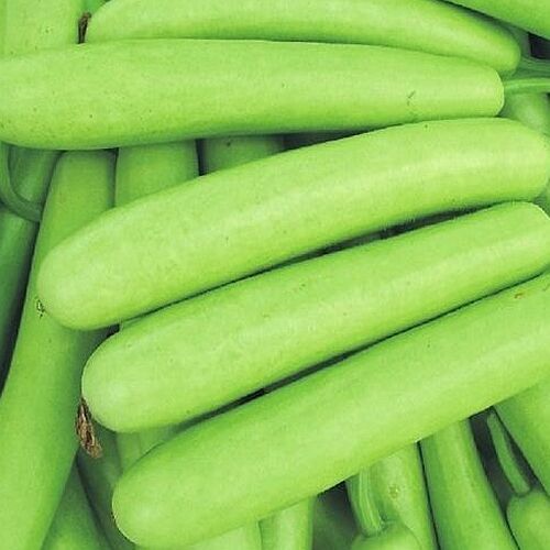 A Grade Fresh Bottle Gourd