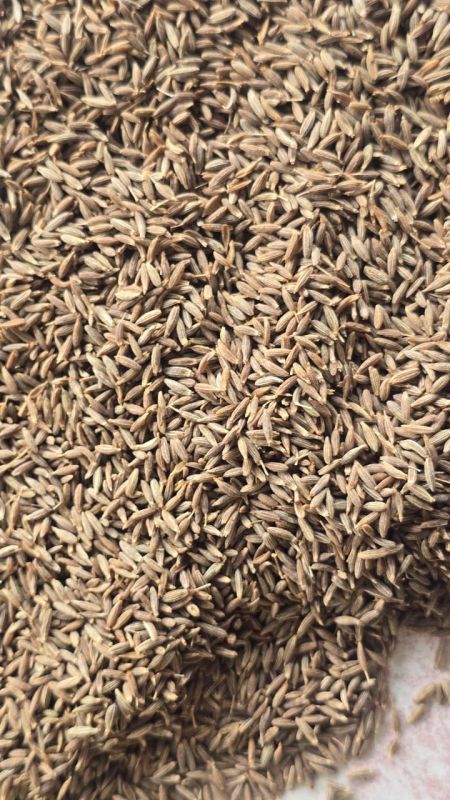 Singapore Cumin Seeds