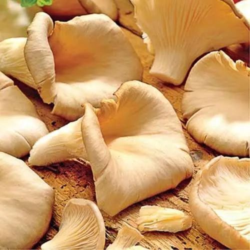 Oyster Mushroom