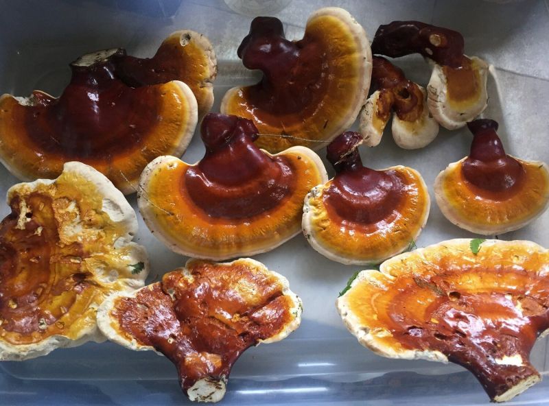 Reishi Mushroom