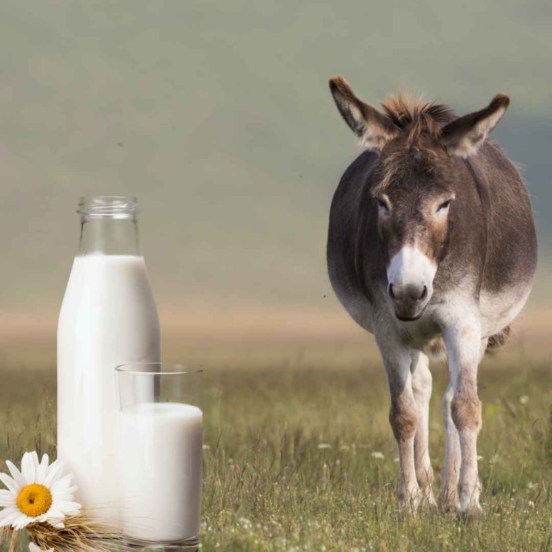 A Grade Donkey Milk