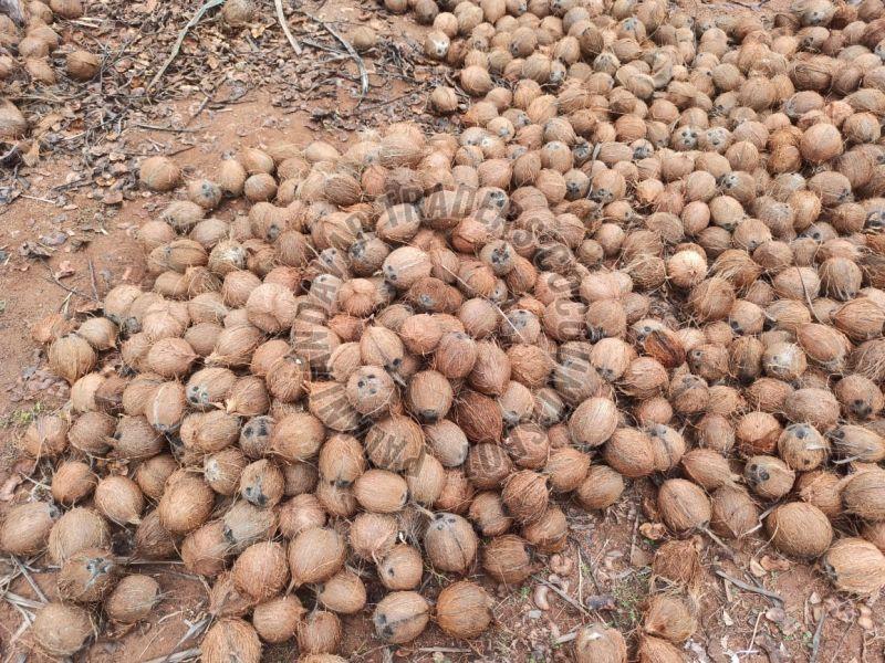 Semi Husked Brown Coconut