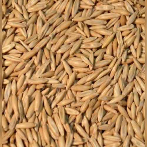 Oat Seeds