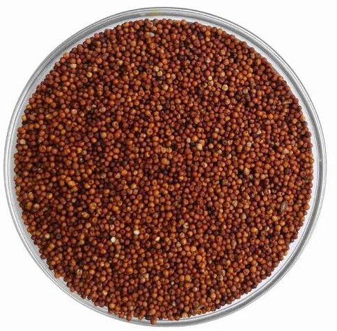 Ragi Millet Seeds