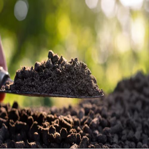Organic Cow Dung Manure