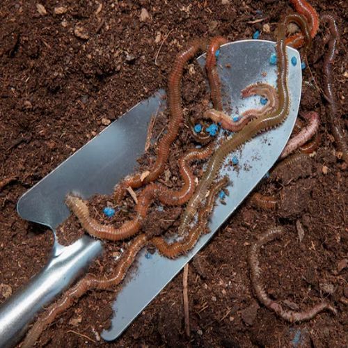 Organic Vermicompost Fertilizer