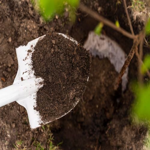 Pure Cow Dung Manure