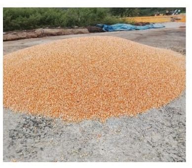 Yellow Maize Seeds