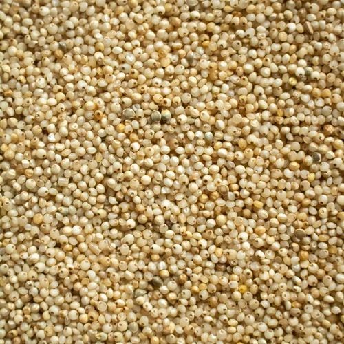 Kodo Millet Seeds