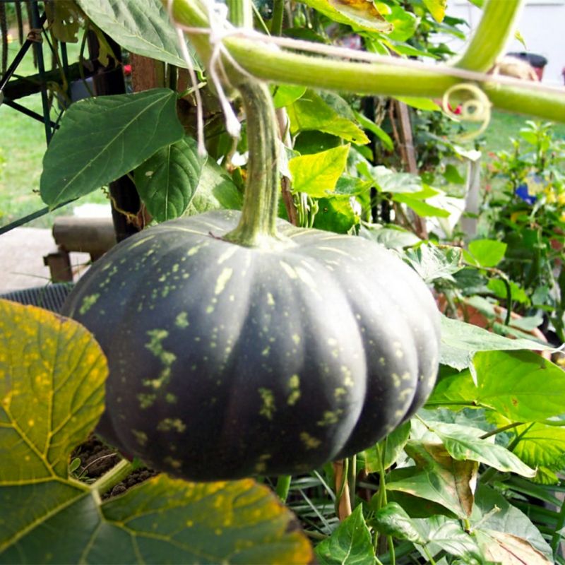 Fresh Pumpkin