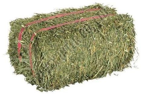Alfalfa Hay