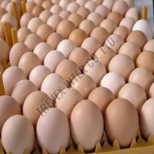 Broiler Hatching Eggs