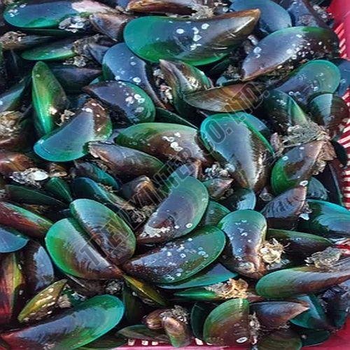 Frozen Green Mussels Fish