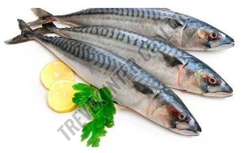 Frozen Mackerel Fish