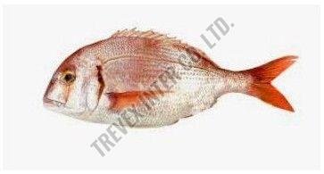 Frozen Red Sea Bream Fish