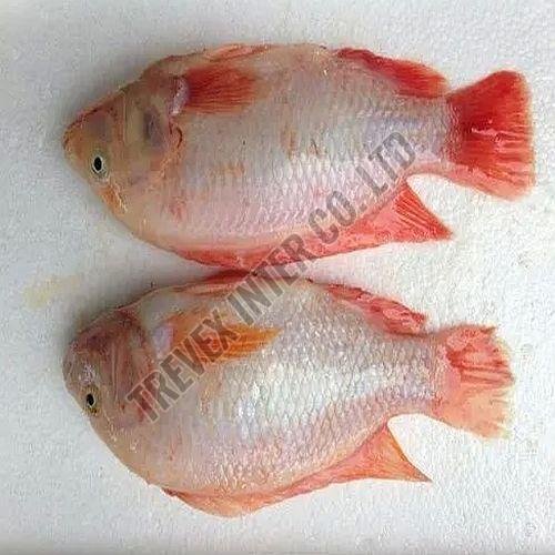 Frozen Red Tilapia Fish