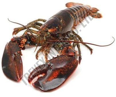 Live and Frozen Lobster