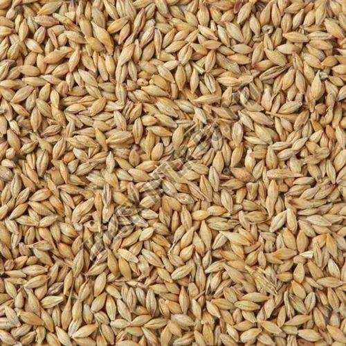 Malted Barley Seeds