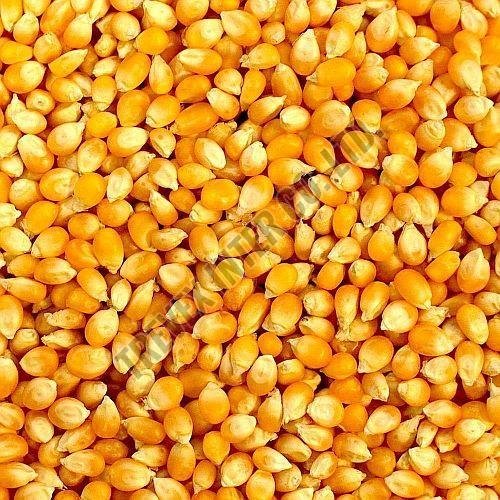 Yellow Corn Seeds